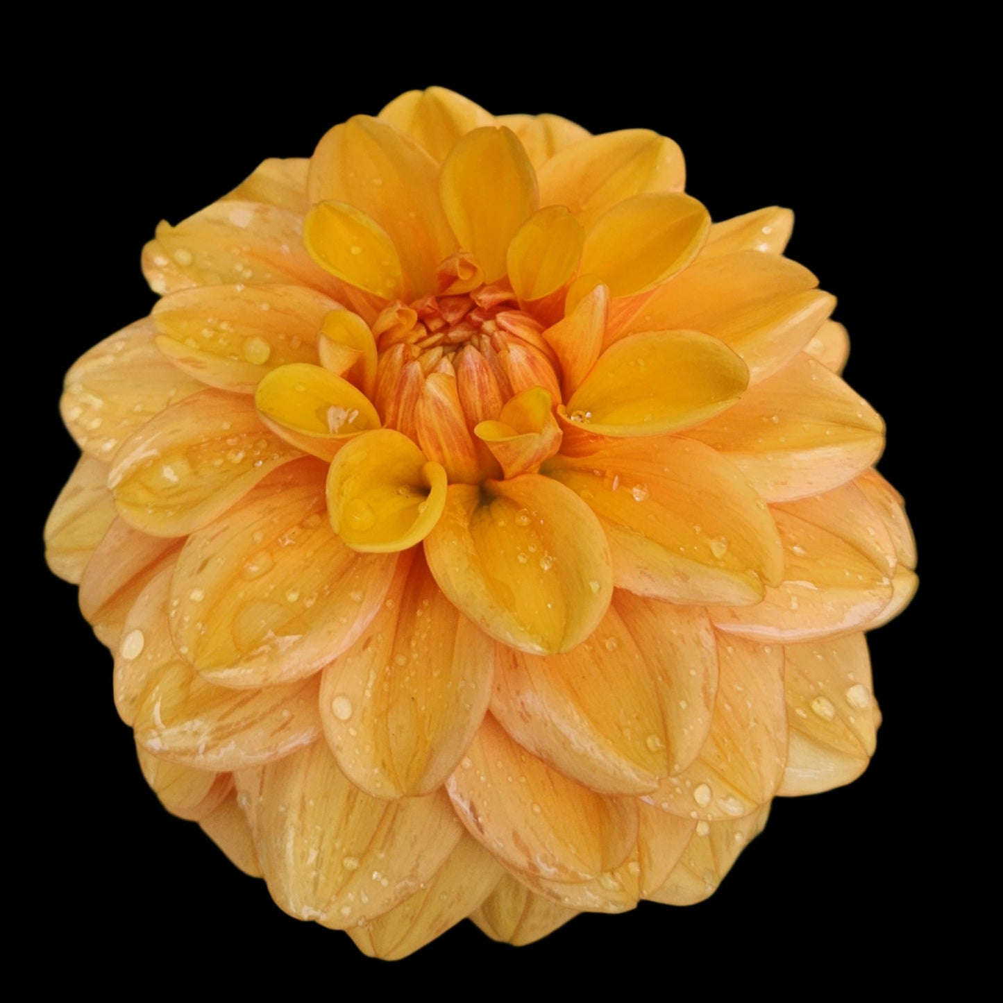 (Tuber) Ginger Snap