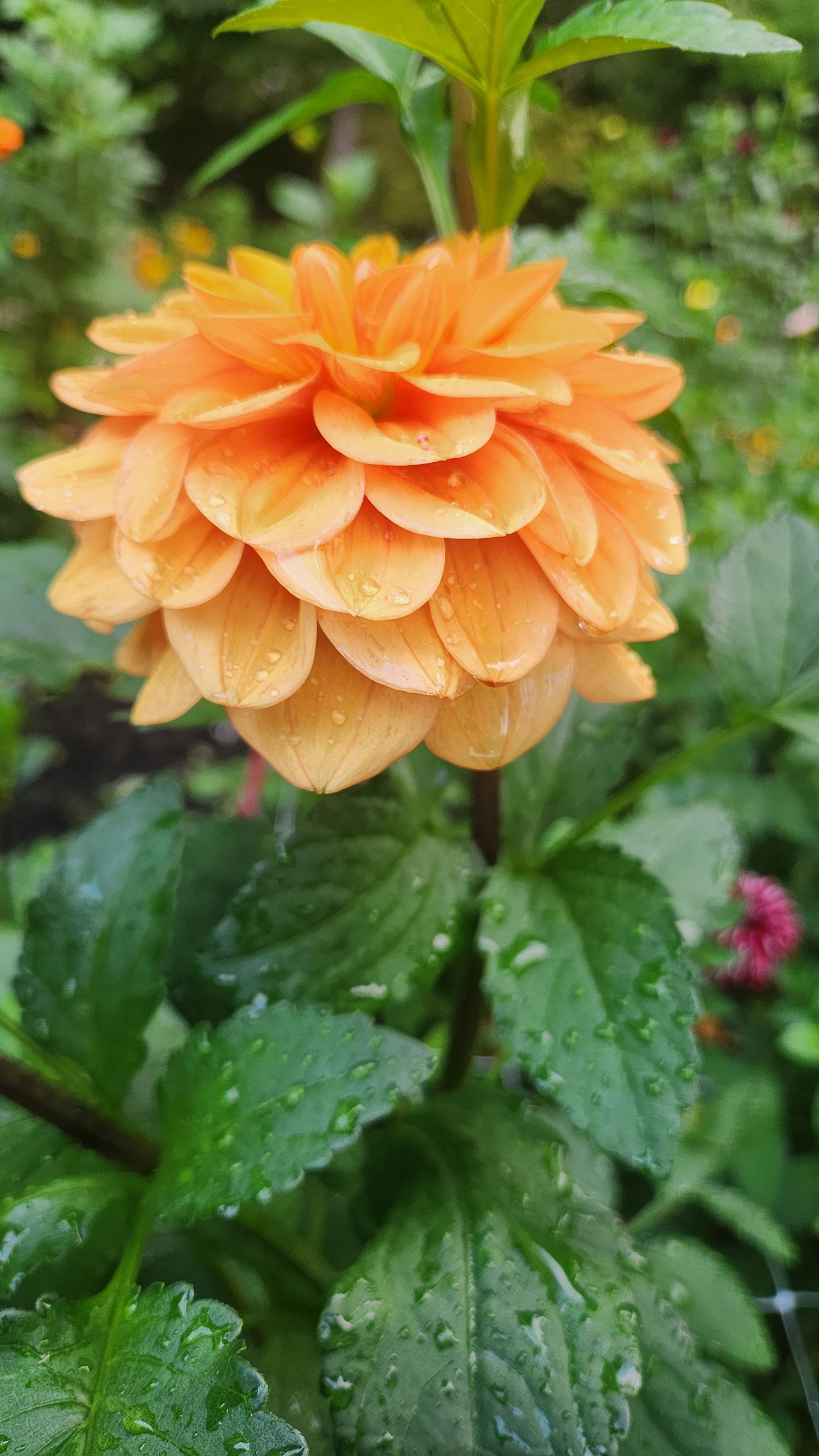 (Tuber) Ginger Snap