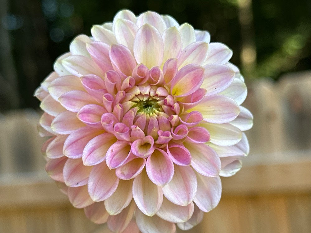 20th Ave Softer Peach