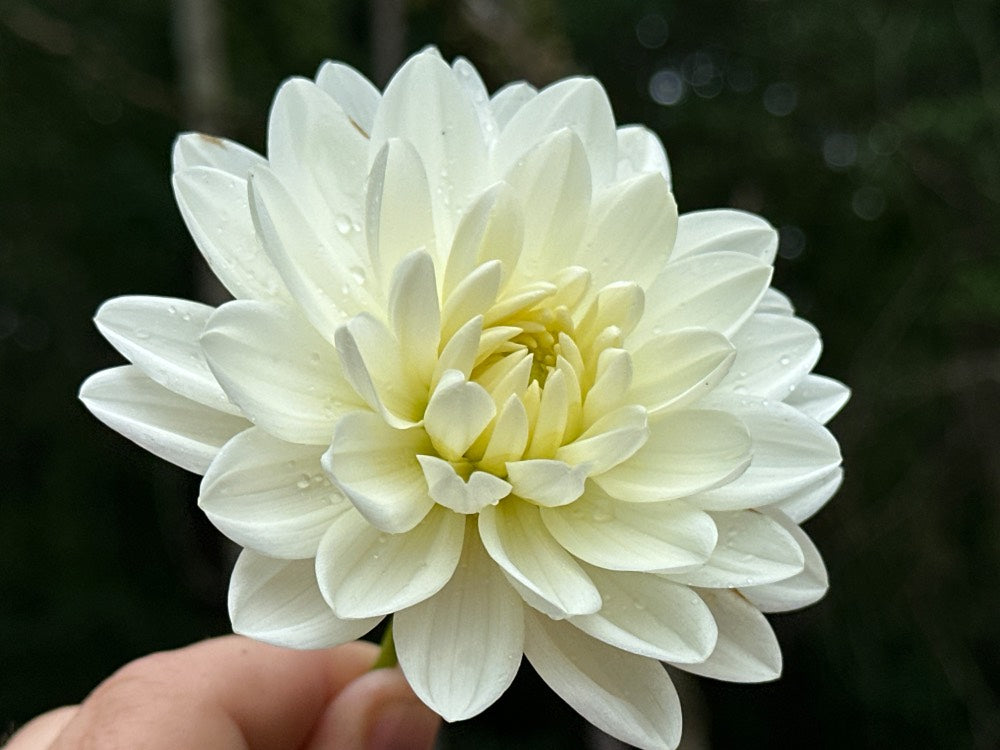 Cameo