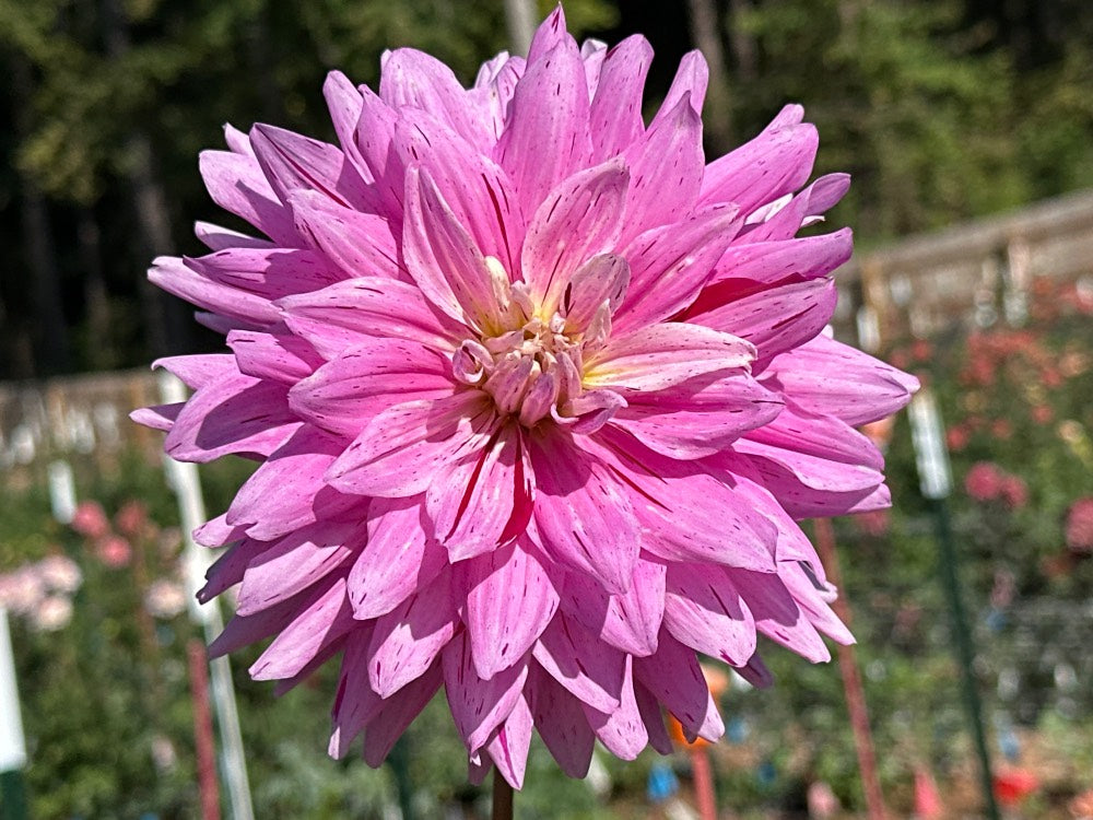 18th Surgical Hospital