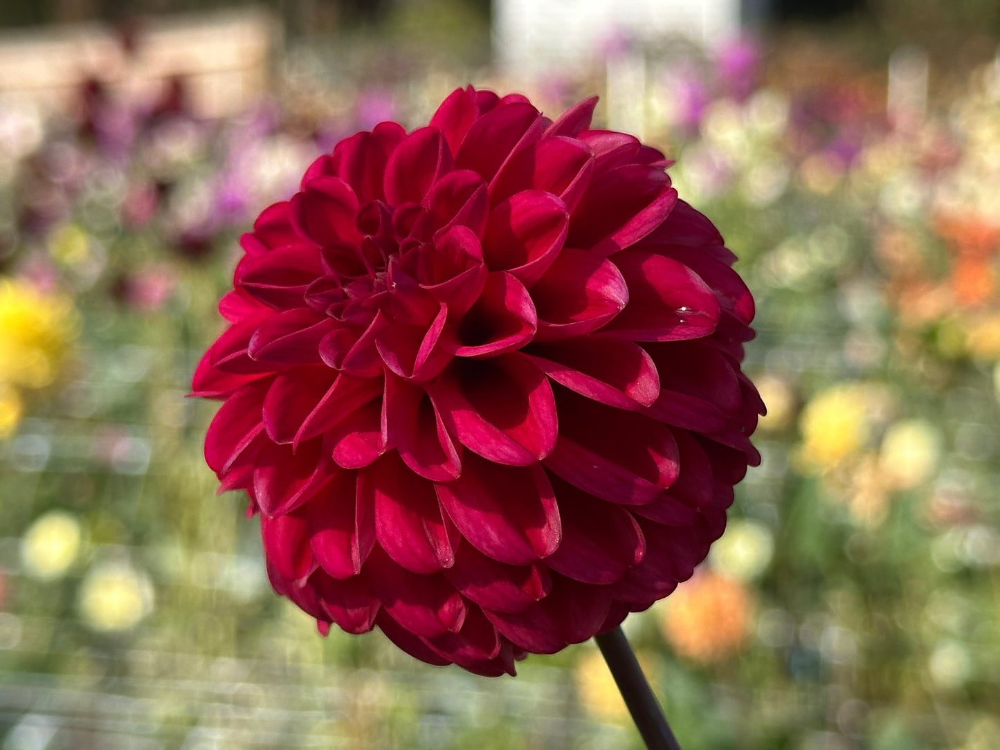 Bazuin Pink