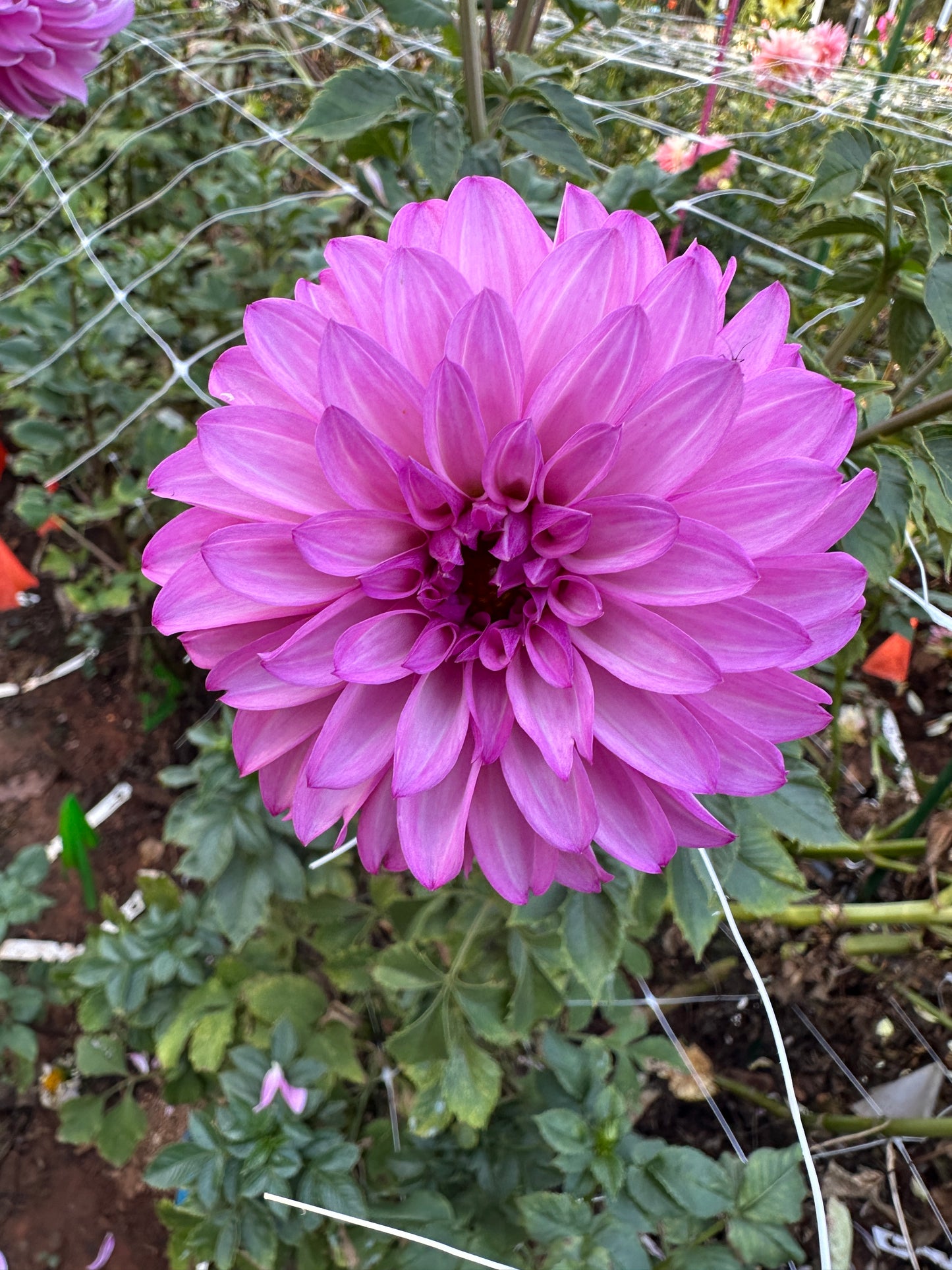 Bloomquist Bring Forth