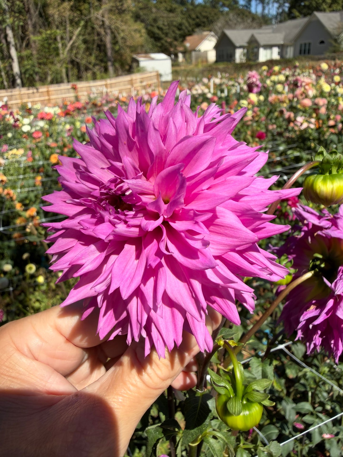 Bloomquist Divination