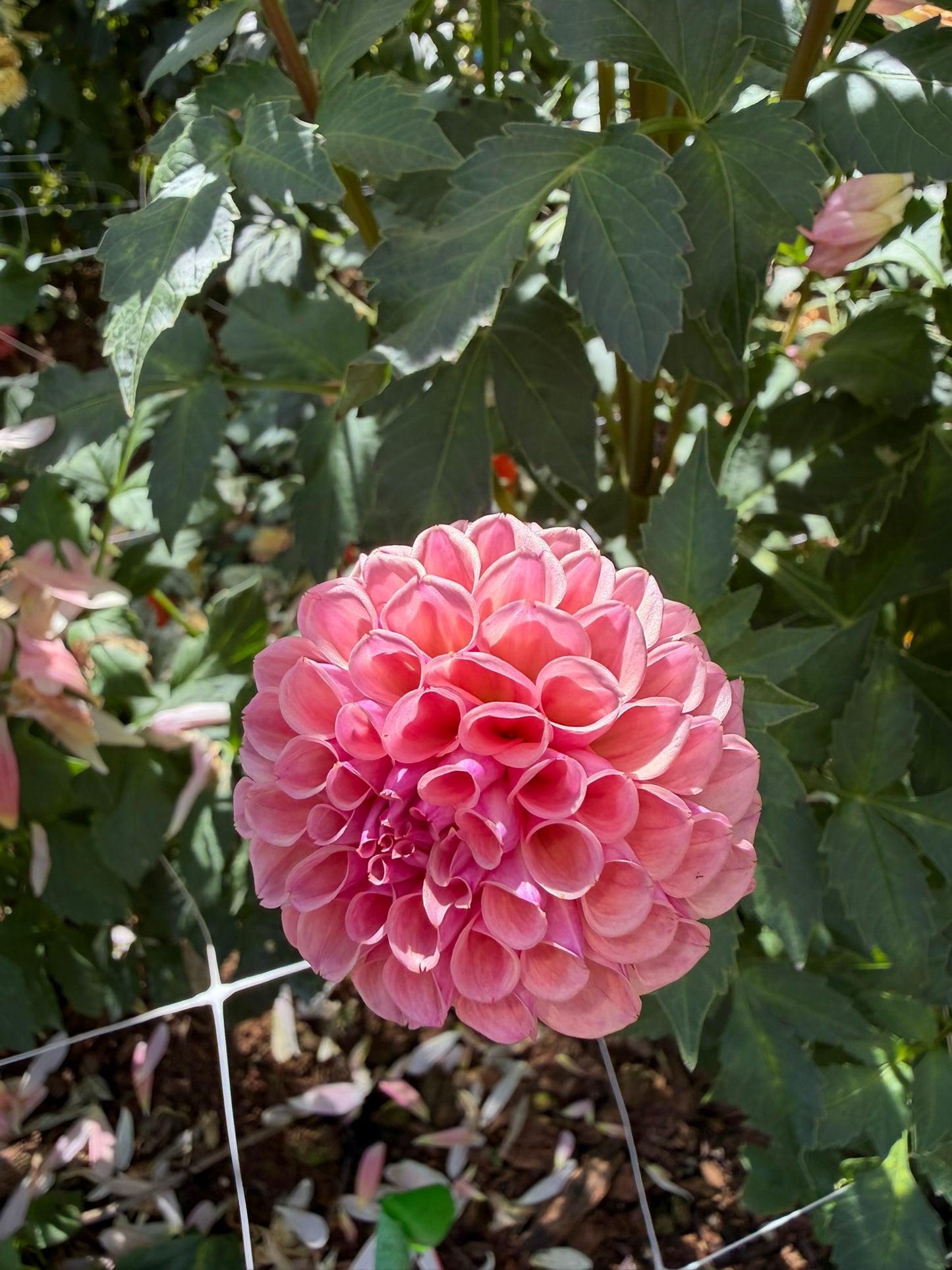 Bracken Rose
