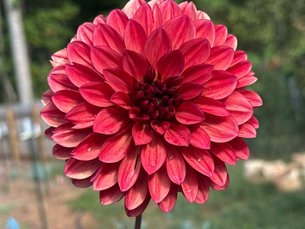 Danique