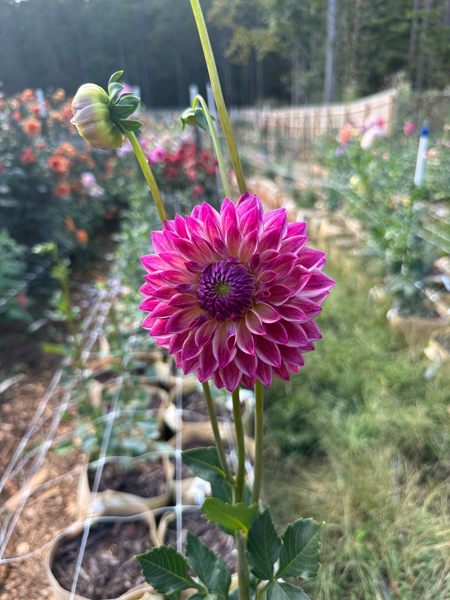 Dusty Beauty