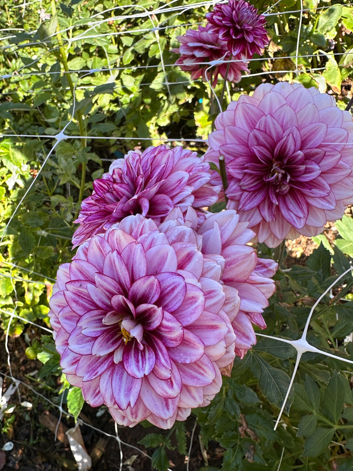 Hemisphere
