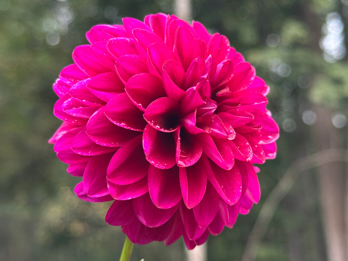 Hollyhill Berry Purple