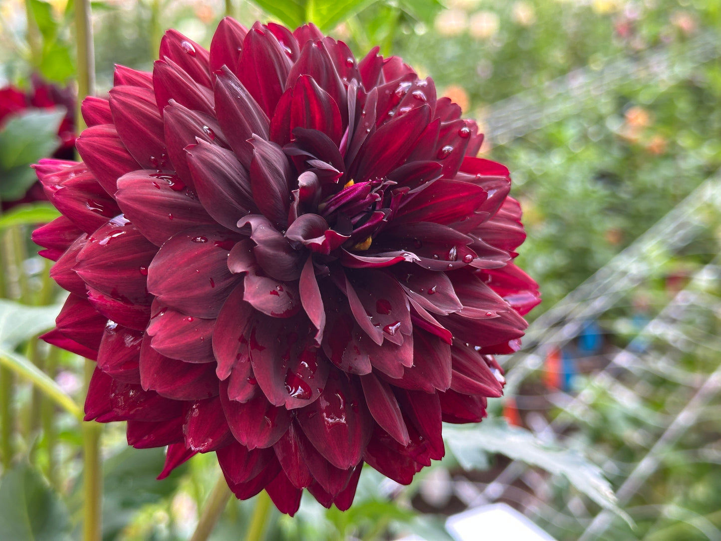 Hollyhill Black Widow