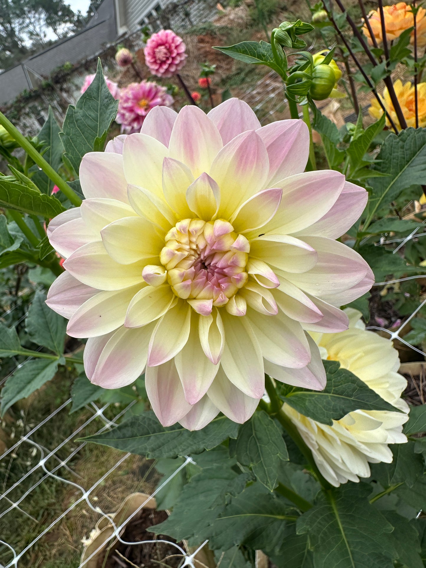 Hollyhill Creamy