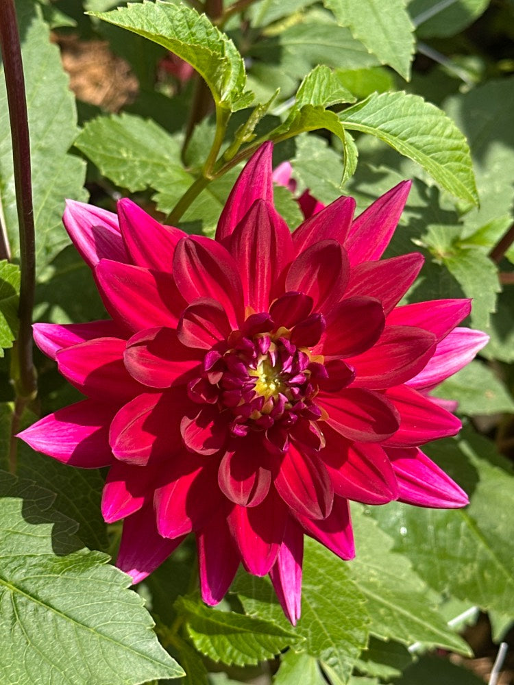 Hollyhill Pandora