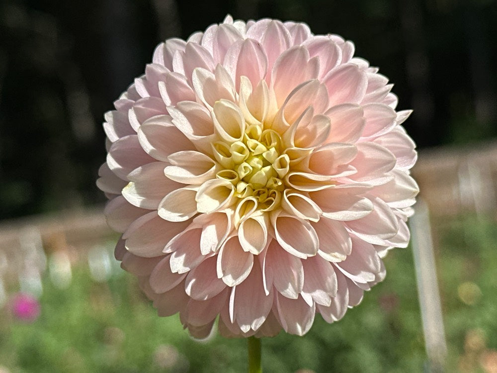 Hollyhill Pollyanna