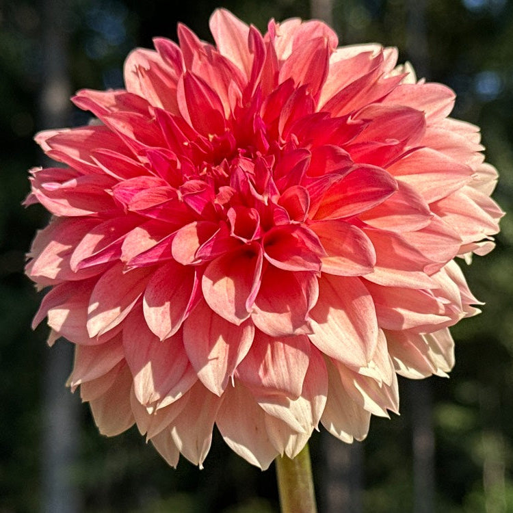 KA's® Desert Rose