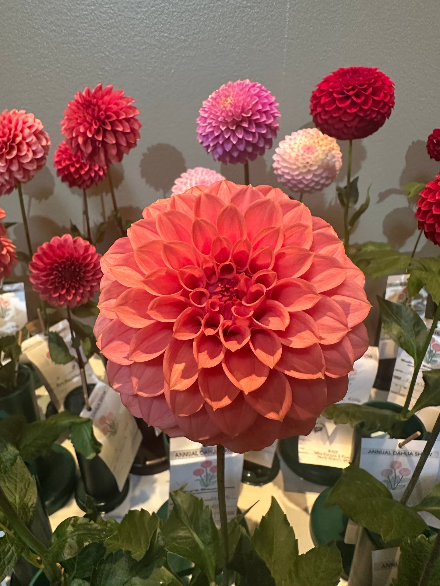 KA's® Keltie Rose