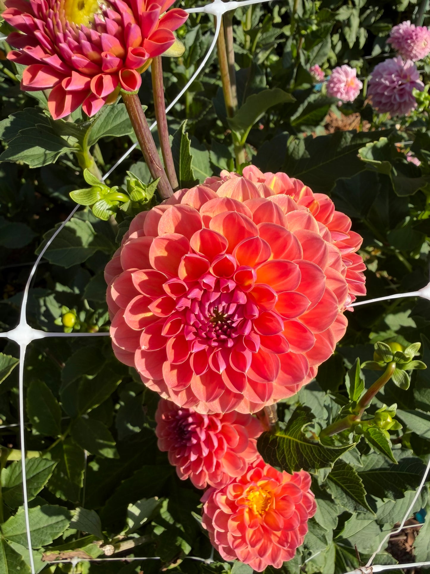 Orange Breeze
