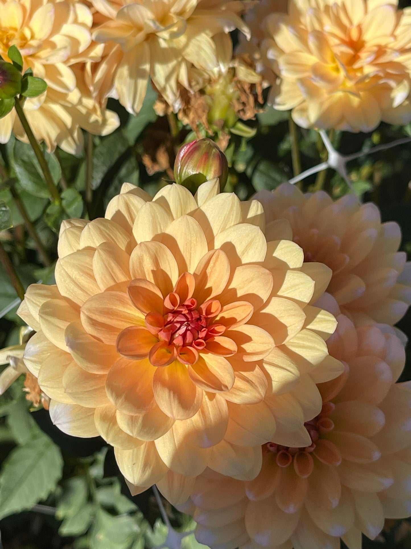 Orange Perception