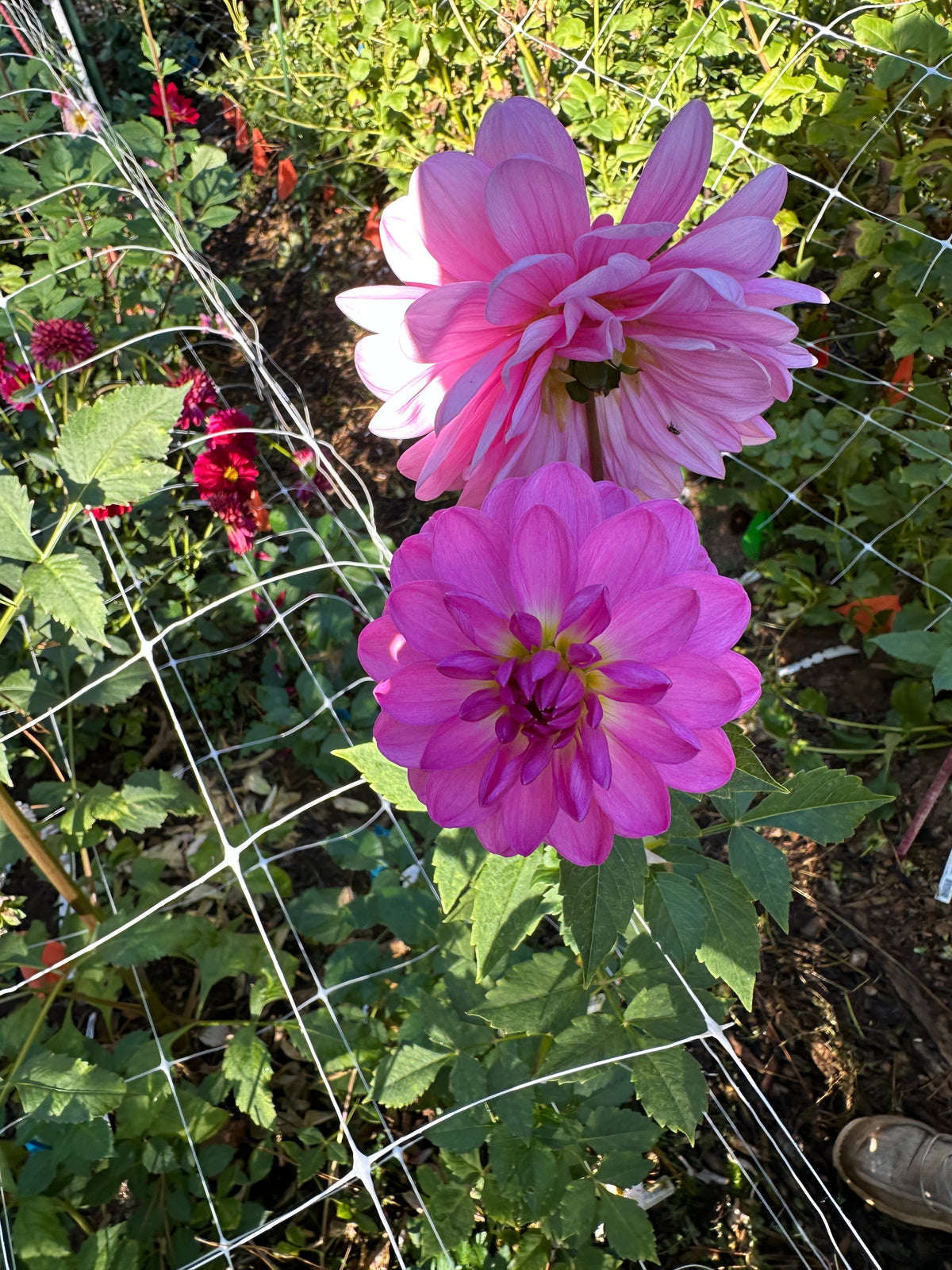 Sandia Flirt