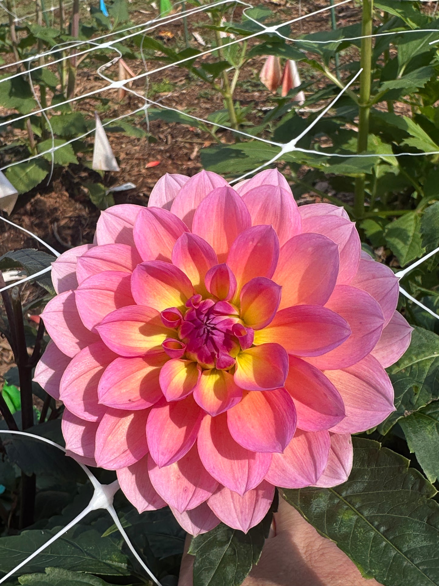 Sandia Rose