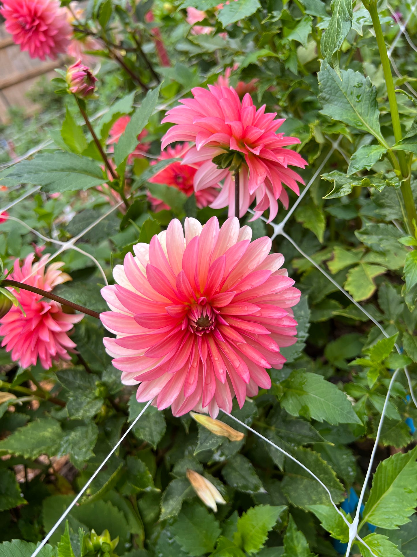 Sandia Ruthie