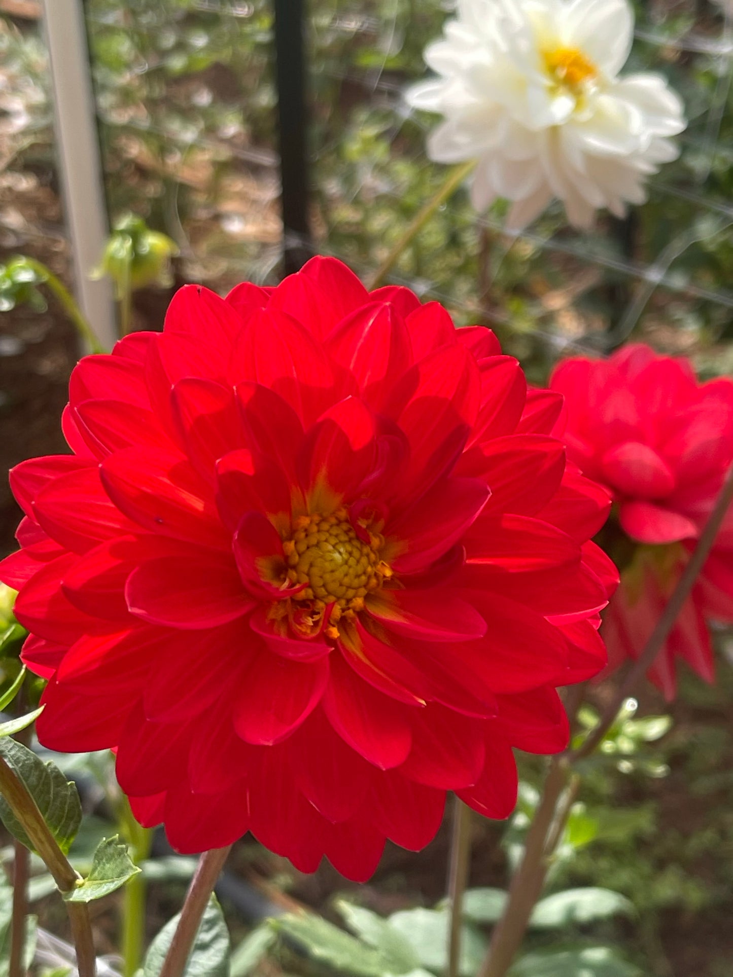 Taratahi Ruby