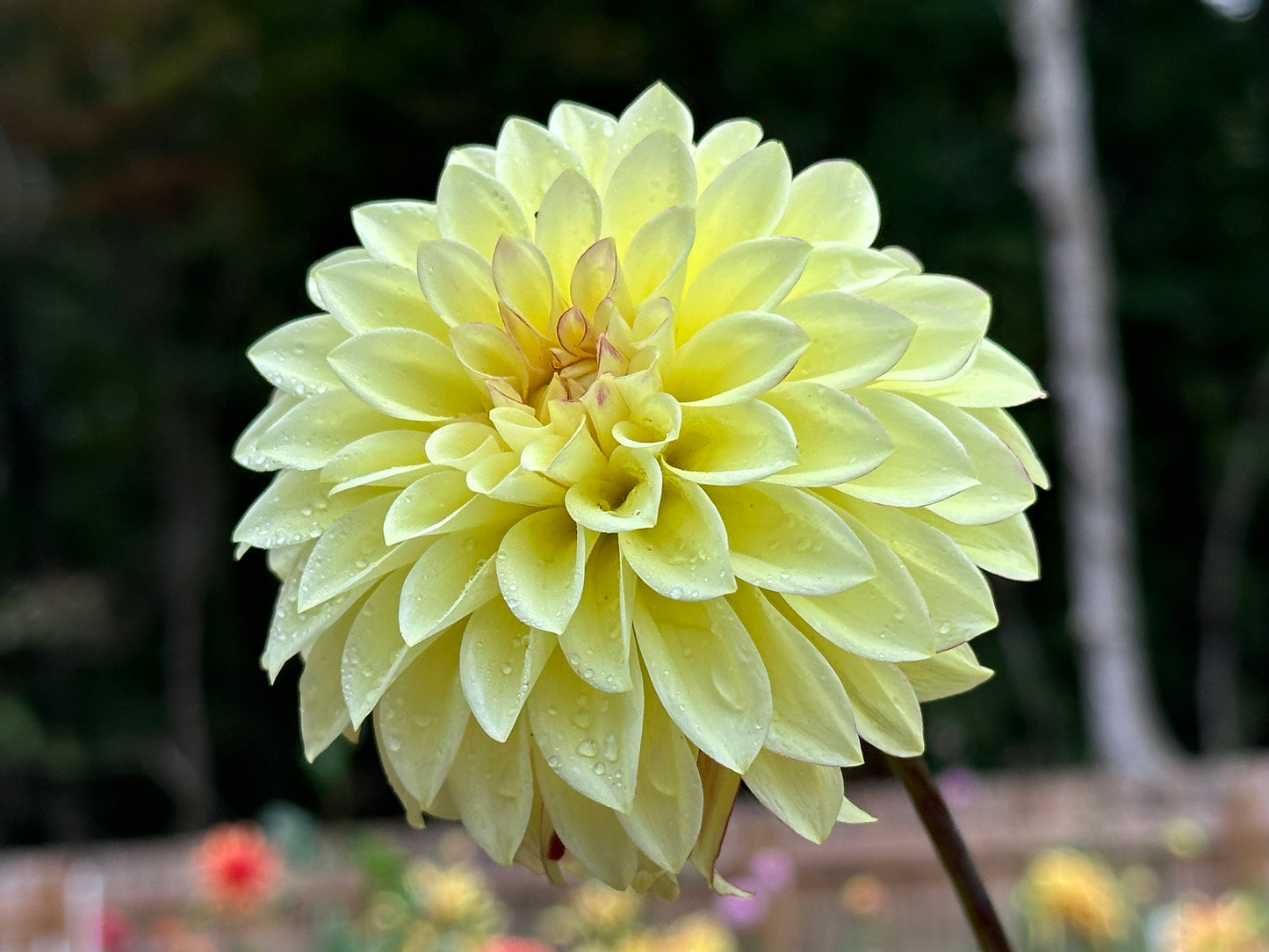 Verrone's Taylor Swift