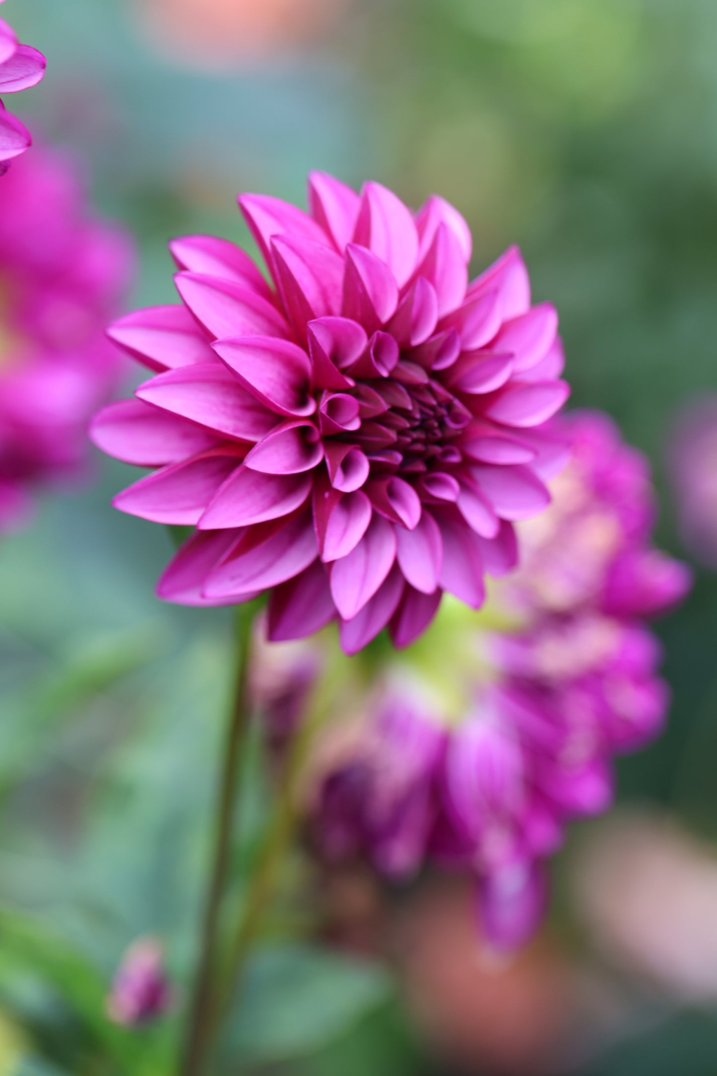 Versa