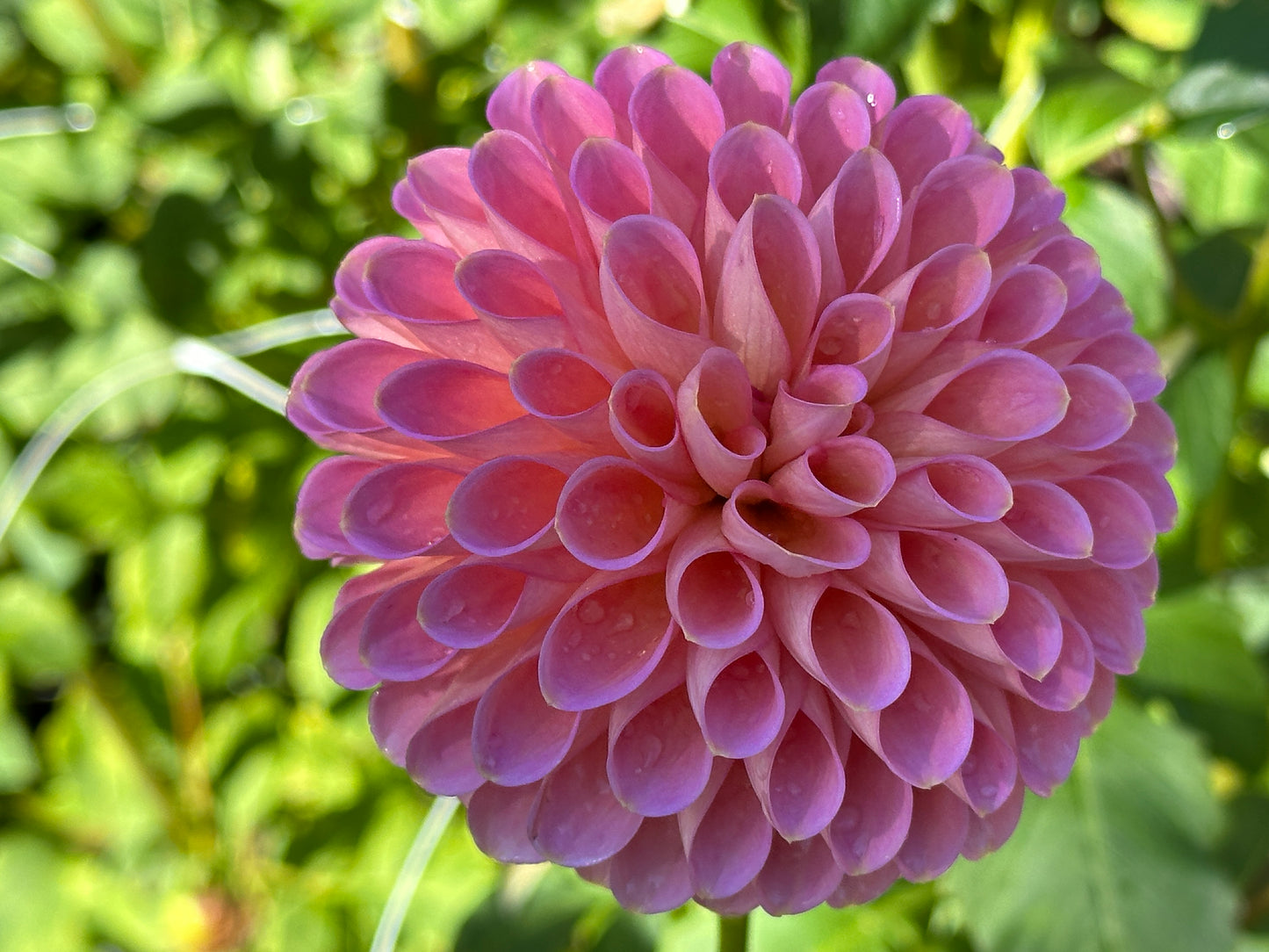 Westerton Pearl