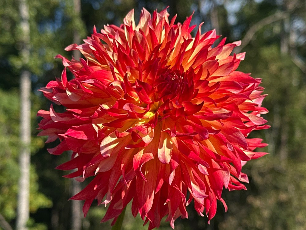 Wilberforce