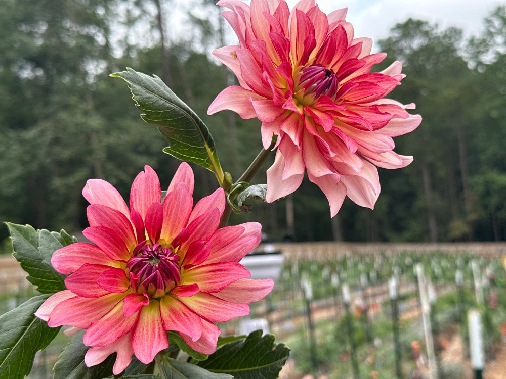 Dutch Delight