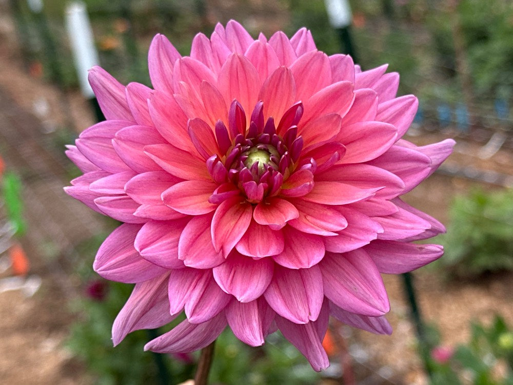 Dutch Pearl