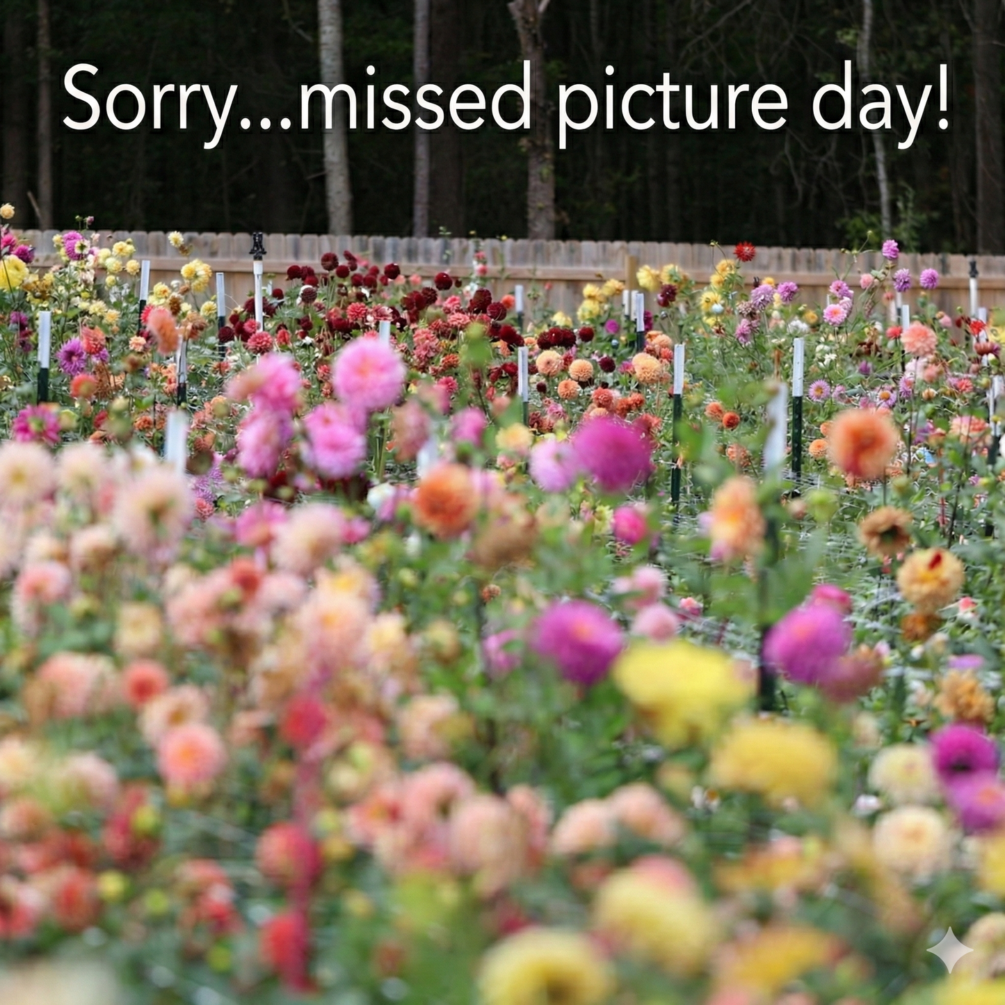 Bloomquist Wonderful