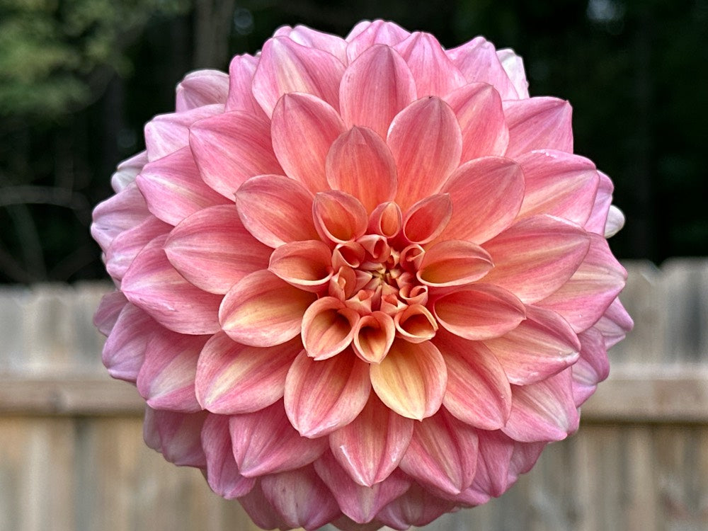 Hapet Coral Charm