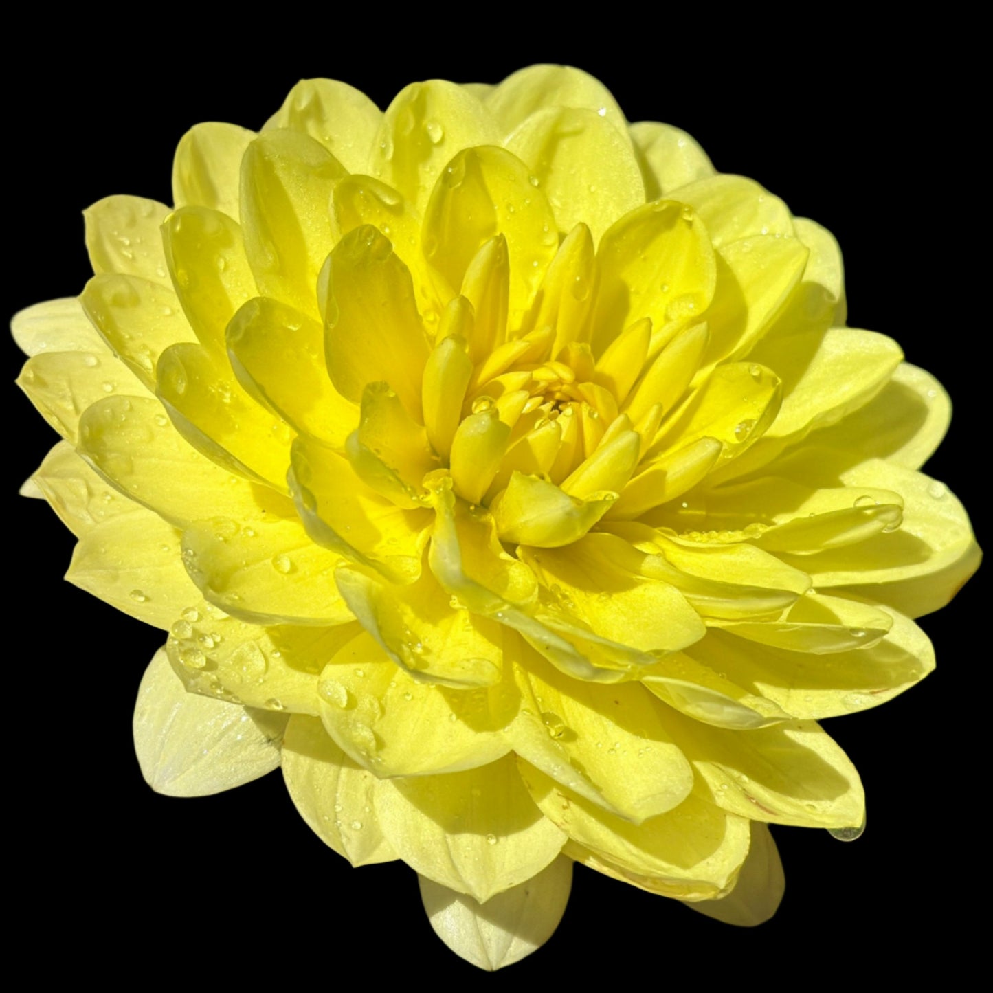 Sandia Gold