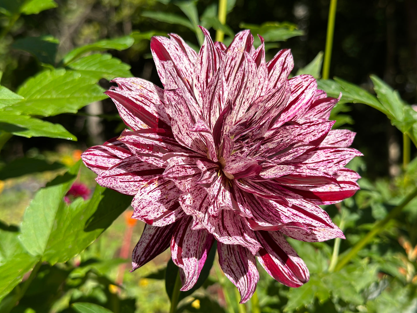 (Tuber) Hollyhill Bewitched