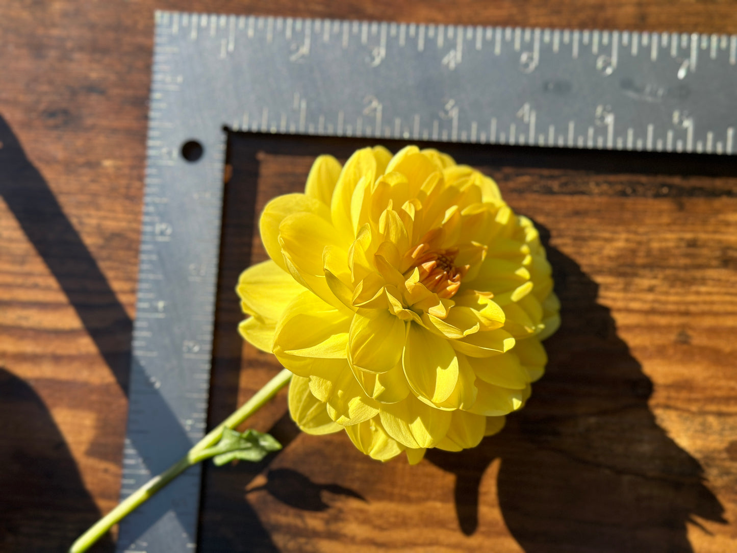 Sandia Gold