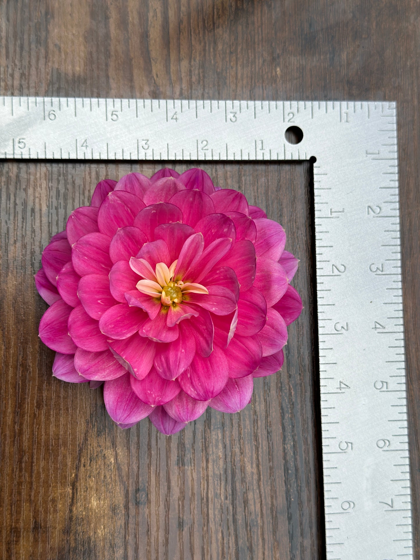 Hollyhill Pink Martini