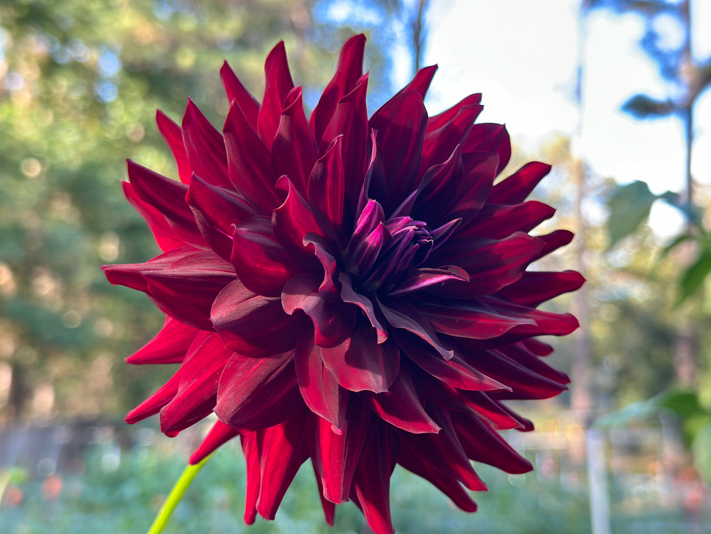 (Tuber) Hollyhill Black Beauty