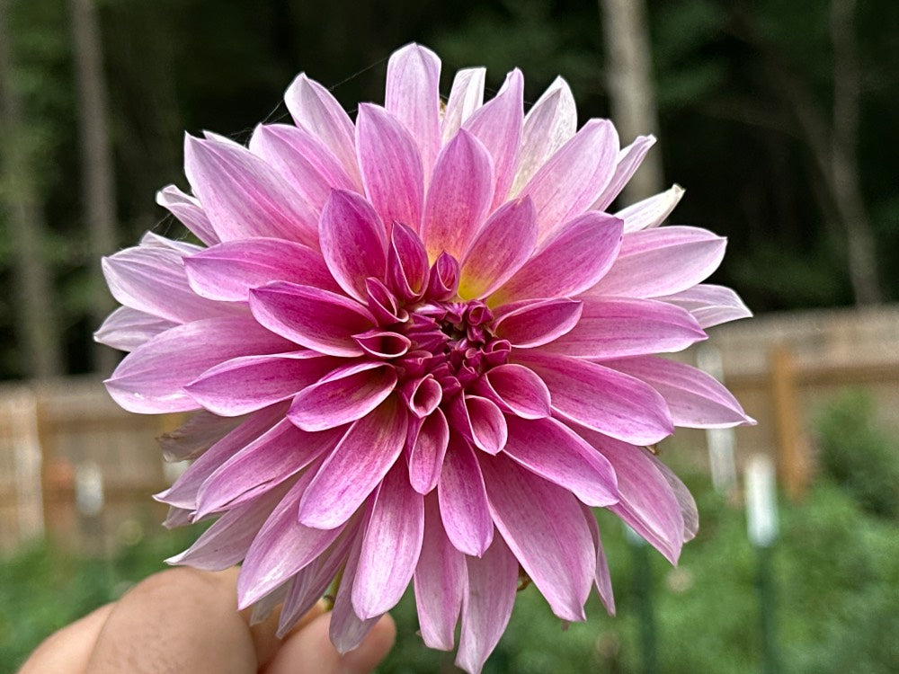 KA's® Cafe Mauve