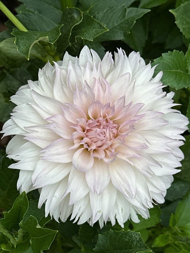 KA's® Chiffon
