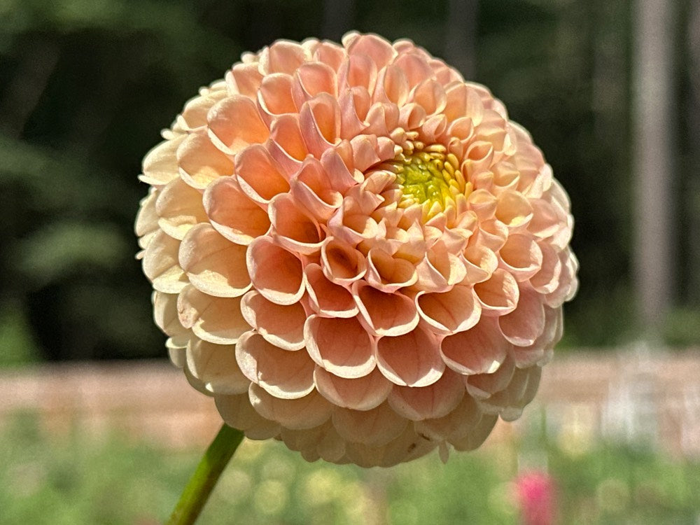 KA's® Honeycomb