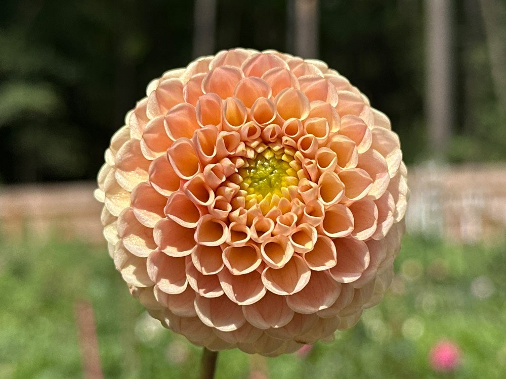 KA's® Honeycomb