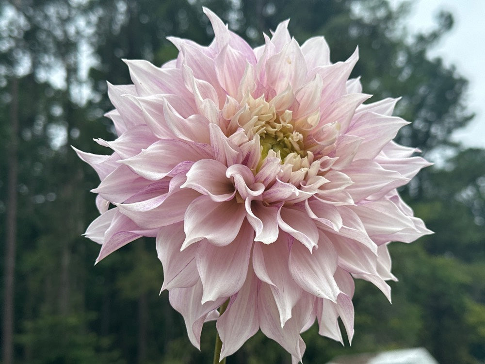 KA's® Lavender Blush