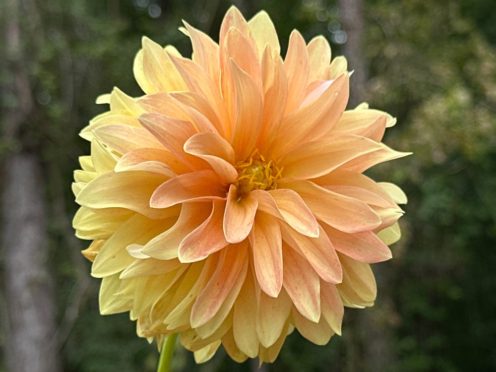 Lee's Golden Ruffle