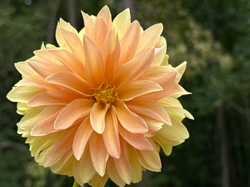 Lee's Golden Ruffle