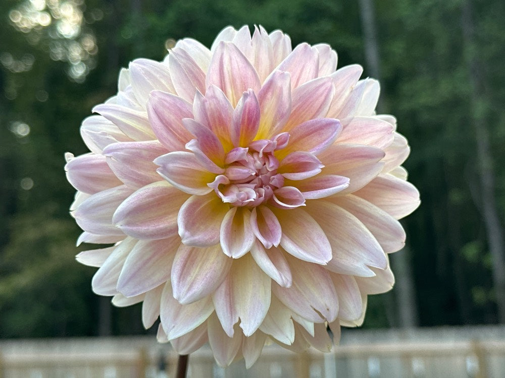 Lee's Lotusland
