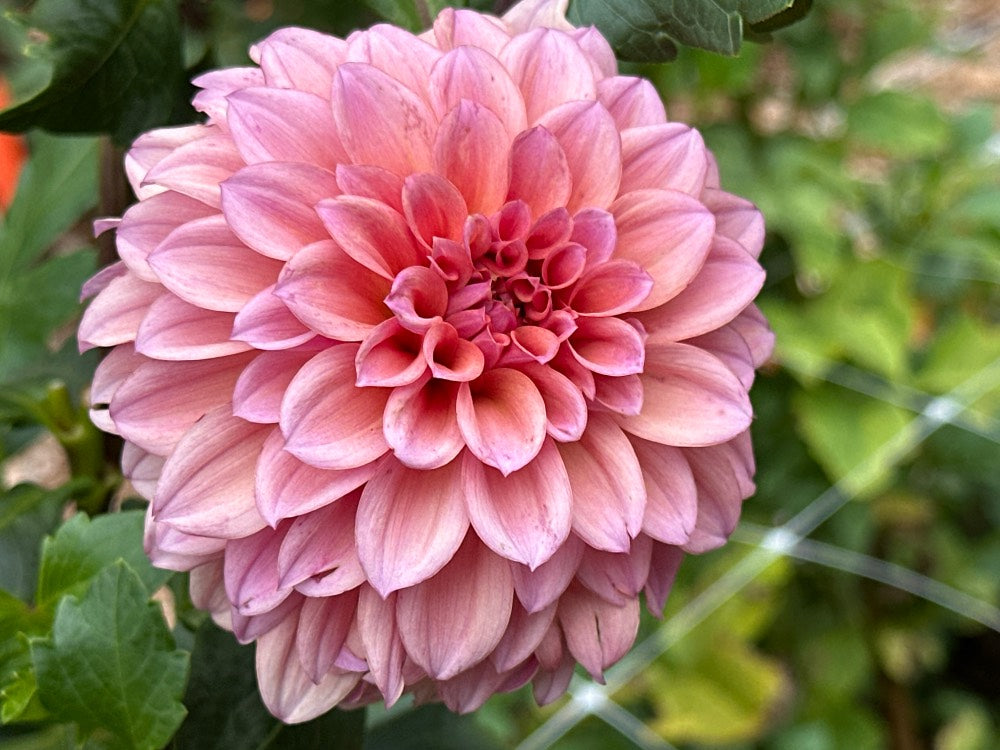 Lee's Scrumptious Pink