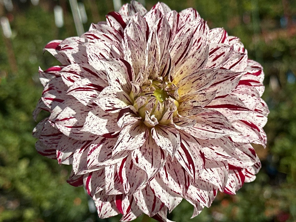 Sandia Boogie