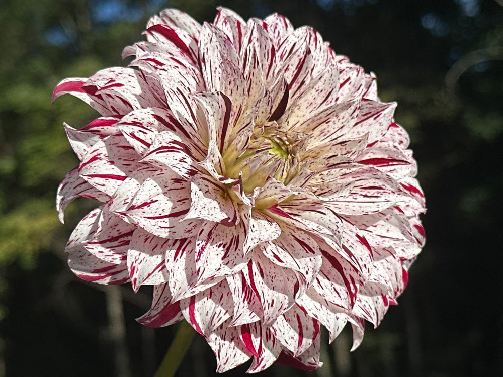 Sandia Boogie