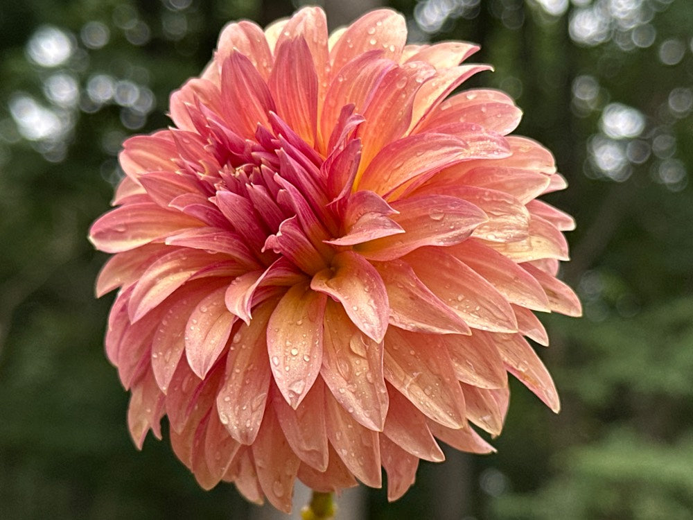 Sandia Ruthie